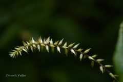 Achyranthes bidentata